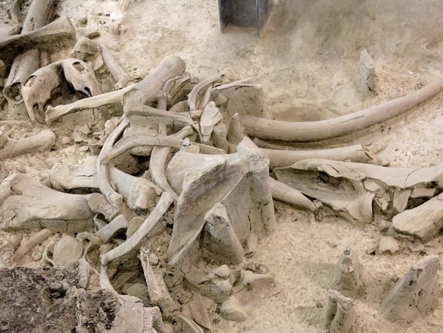 Deposito Pleistocenico de La Polledrara di Cecanibbio-Foto Sovrintendenza Speciale di Roma Deposito Pleistocenico de La Polledrara di Cecanibbio-Foto Sovrintendenza Speciale di Roma