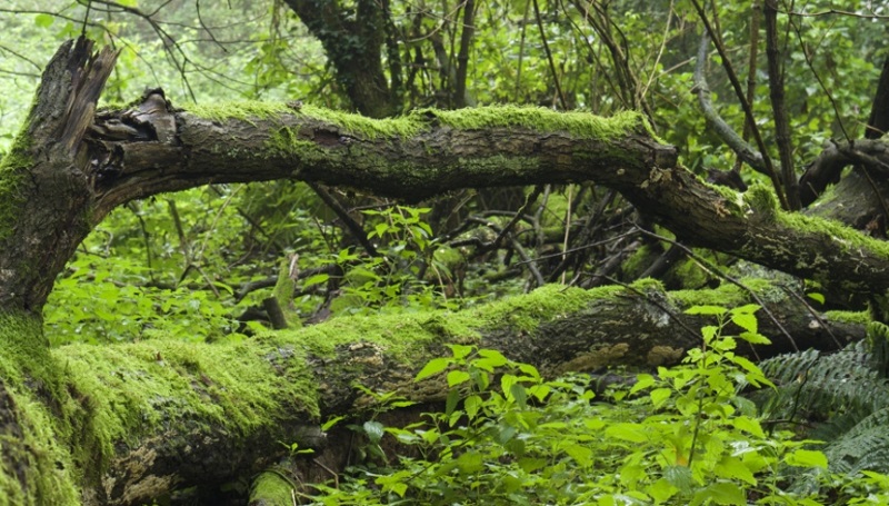 Riserva Naturale dell'Insugherata Riserva Naturale dell'Insugherata