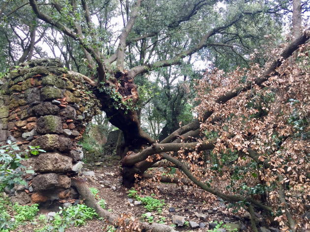 Galeria Antica ph Ente Regionale RomaNatura Galeria Antica ph Ente Regionale RomaNatura