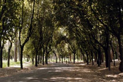 Villa Glori - viale del parco Villa Glori - viale del parco