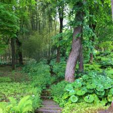 Bosco bambù Orto Botanico 
