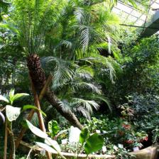 Orto Botanico di Roma - Serra Tropicale Orto Botanico di Roma - Serra Tropicale