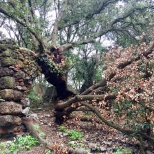 Galeria Antica ph Ente Regionale RomaNatura Galeria Antica ph Ente Regionale RomaNatura