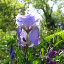 Il Giardino di Ninfa Il Giardino di Ninfa