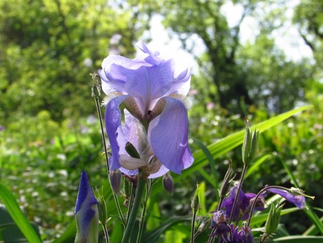 Il Giardino di Ninfa Il Giardino di Ninfa