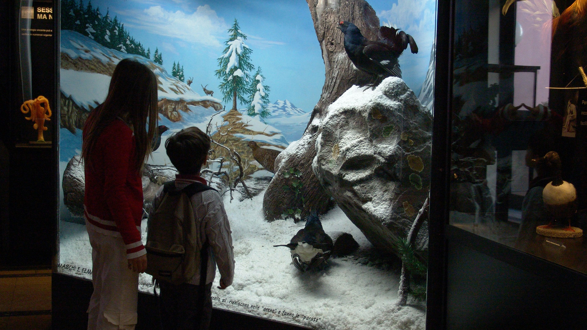 Museo Civico di Zoologia Museo Civico di Zoologia